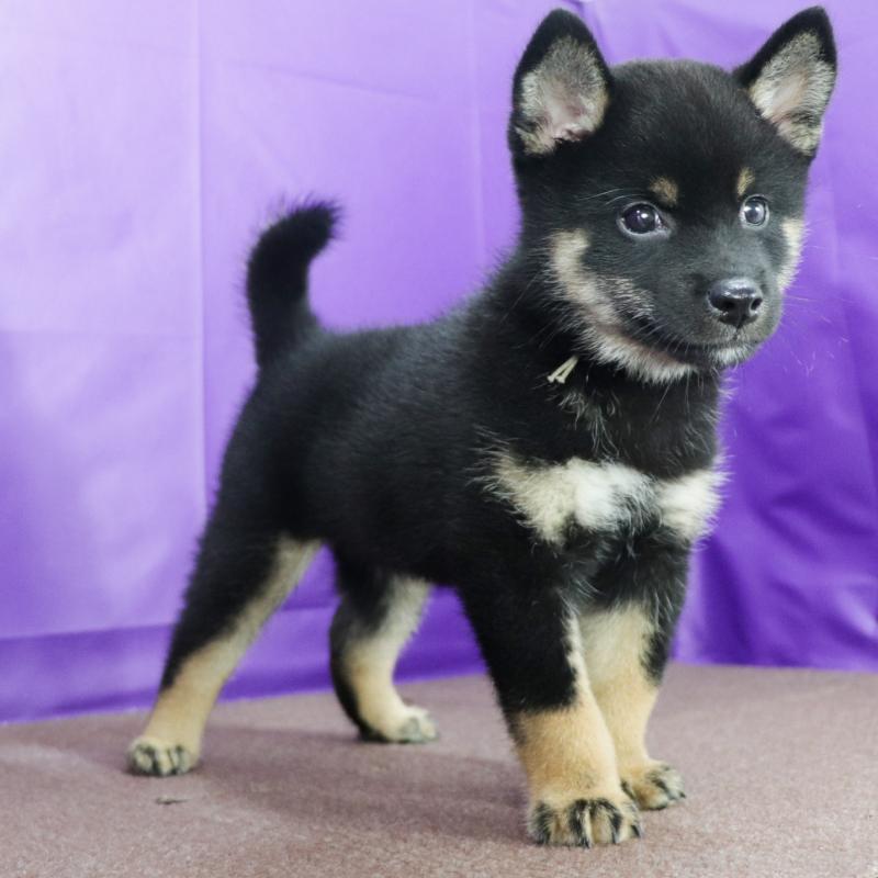 販売中の愛知県の柴犬-406786の2枚目